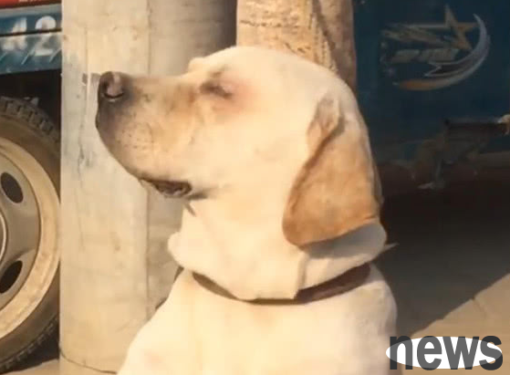 The dog fell asleep leaning against a high-voltage telephone pole, with a look of comfort on his face. Netizens: Just looking at it makes me feel envious.